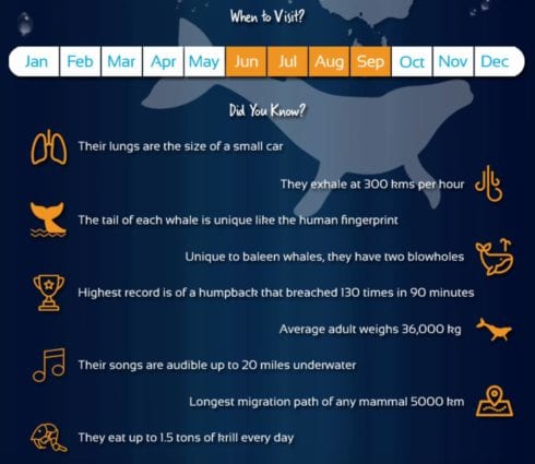 When to see whales in the Whitsundays. Whale facts