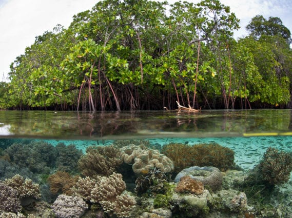 mangroves and coral great barrier reef whitsunday islands explore adventure with Whitsunday Escape™