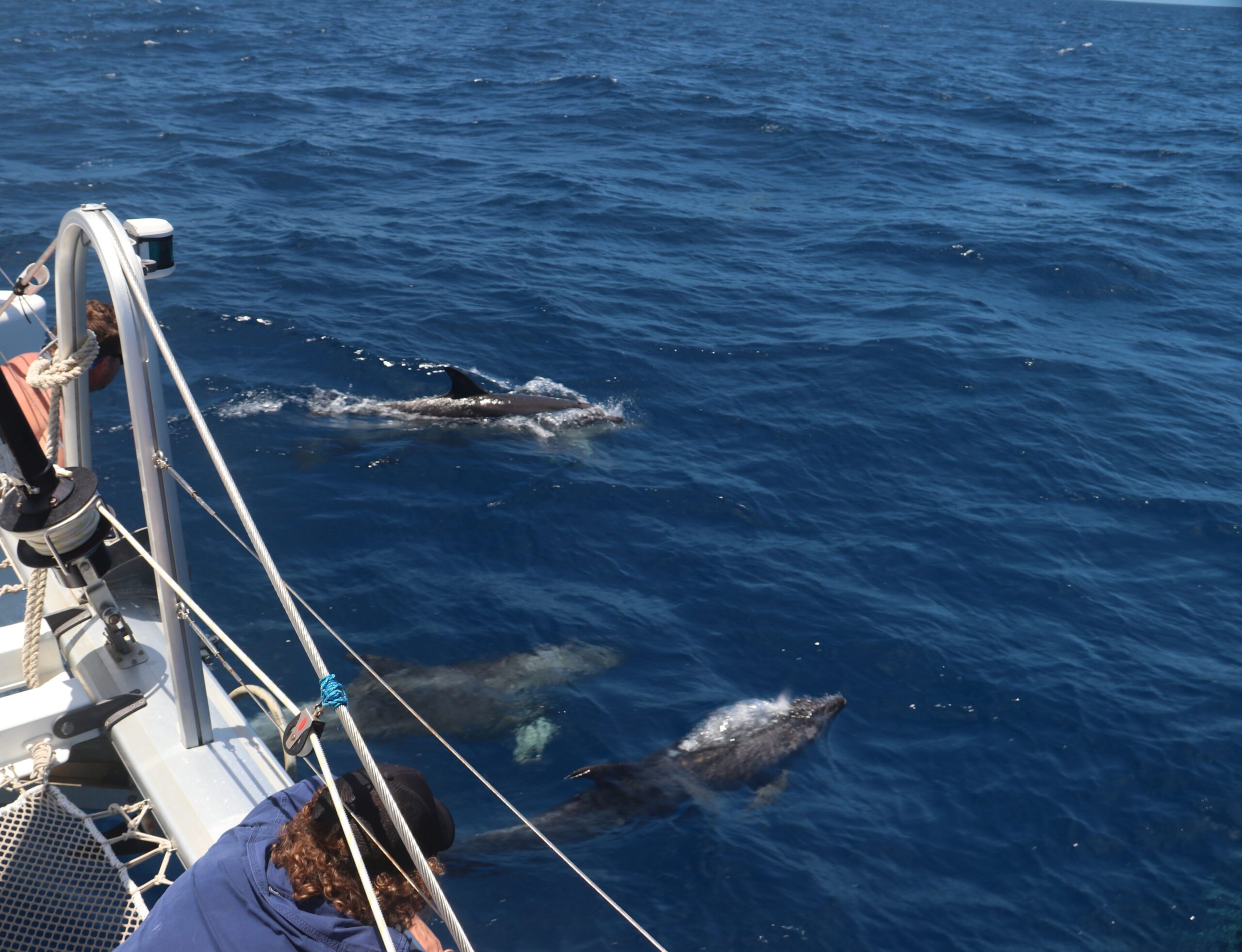 Dolphin Outer Reef Trip resize - Whitsunday Escape™